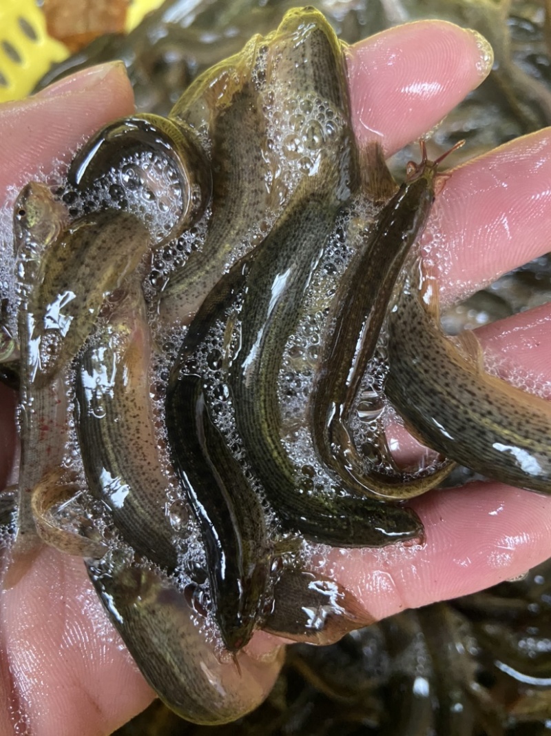 台湾泥鳅最新行情与小巷美食探索,探索美味背后的价格动态