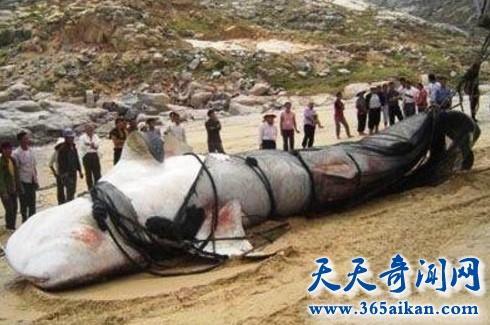 喀纳斯湖水怪最新揭秘,神秘现象的最新探索进展