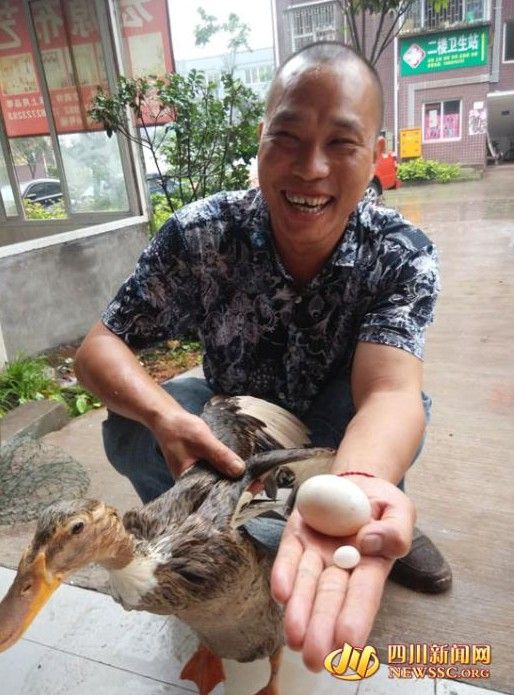 老鸭窝最新技能与任务掌握指南,详细步骤引领你掌握最新技能或任务