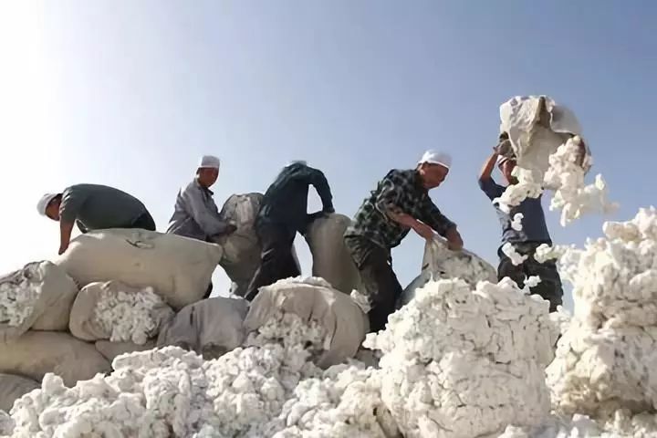 新疆棉花补贴最新消息,政策扶持推动棉花产业蓬勃发展