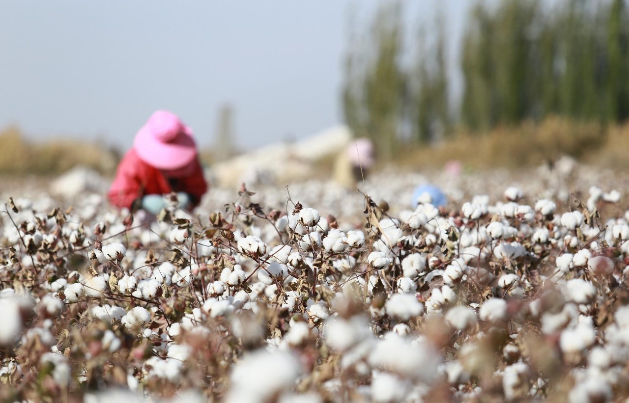 新疆棉花补贴最新消息,政策扶持推动棉花产业蓬勃发展