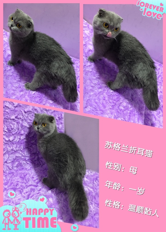 苏格兰折耳猫最新小说,小巷中的神秘书香之旅