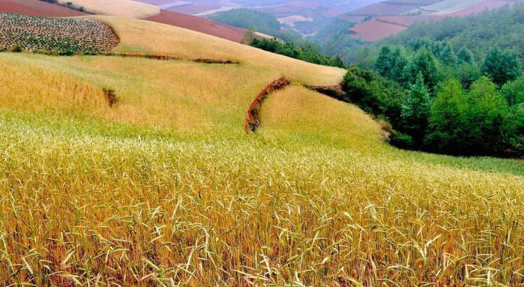 最新土地流转步骤指南及操作详解