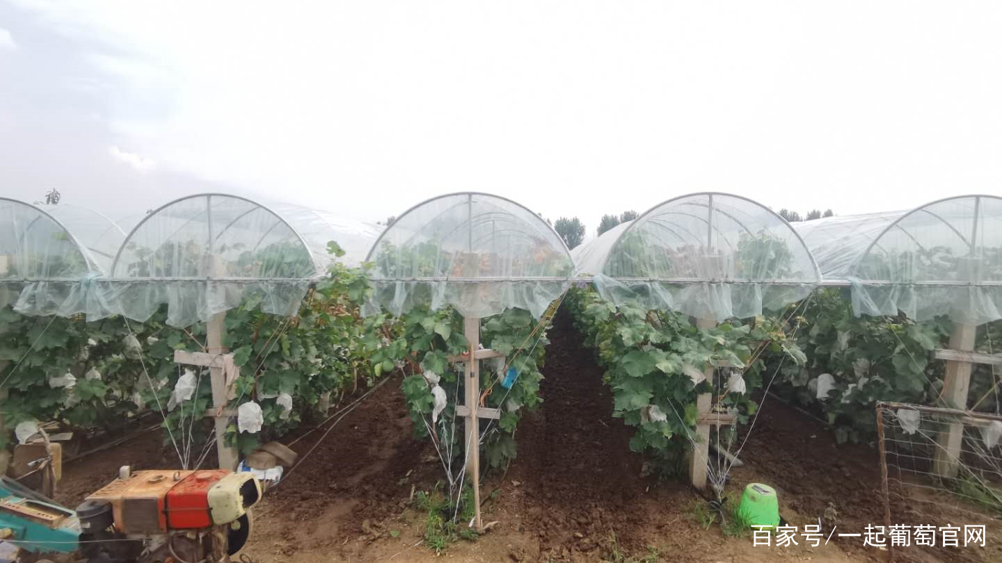 最新葡萄避雨棚技术，变革的力量与自信成就的实践指南