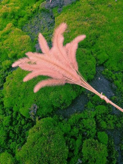 久草最新网站,网络时代文化现象深度探讨