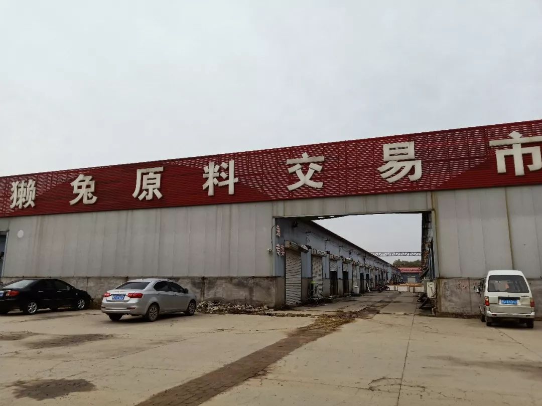 尚村獭兔最新价格概览及市场动态分析