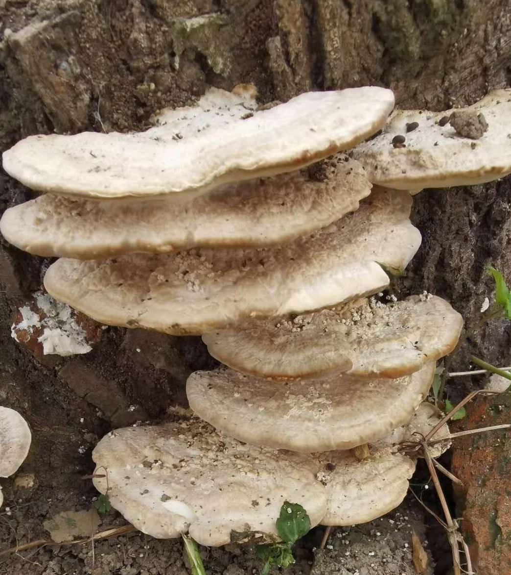 高邮最新新闻事件及步骤指南概述