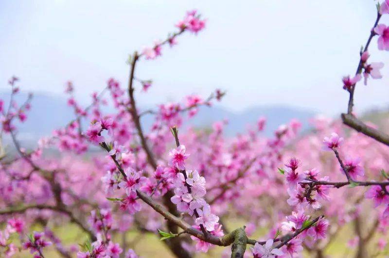 最新桃花族，拥抱变化，学习自信之源