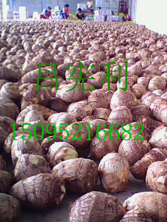 山东芋头最新价格行情分析