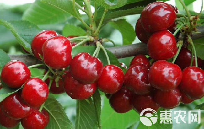 大樱桃品种大全及选购、种植与养护指南