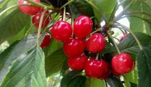 大樱桃品种大全及选购、种植与养护指南