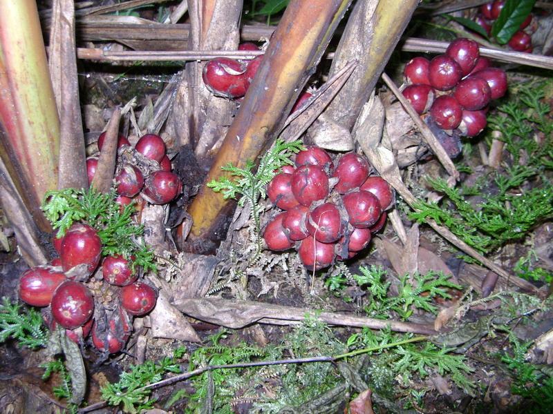 云南草果今日最新价格及市场分析深度解析