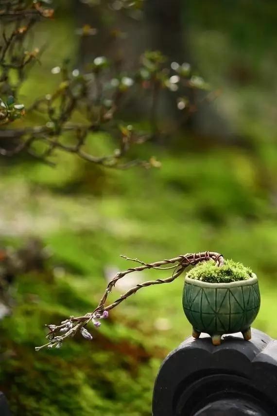 闲听落花最新作品绽放小红书世界,美丽绽放引人瞩目!