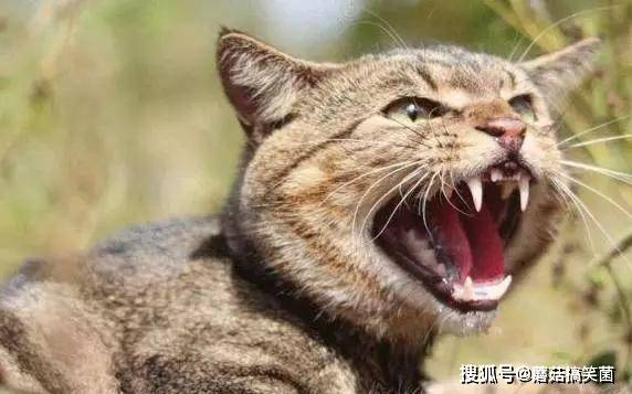 野猫网最新地址，探索知识的新领地，点燃自信的火花探索之旅