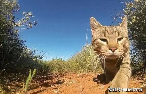 野猫网最新地址,探索知识的新领地,点燃自信的火花探索之旅