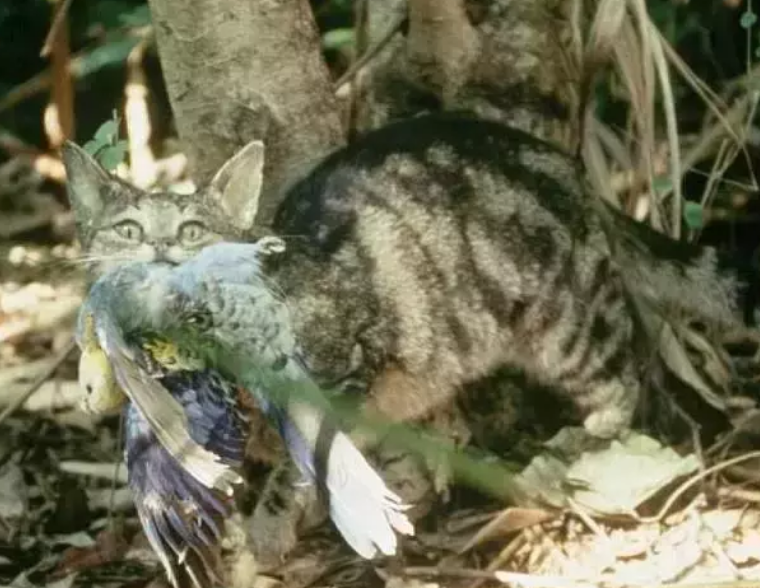 野猫网最新地址,探索知识的新领地,点燃自信的火花探索之旅