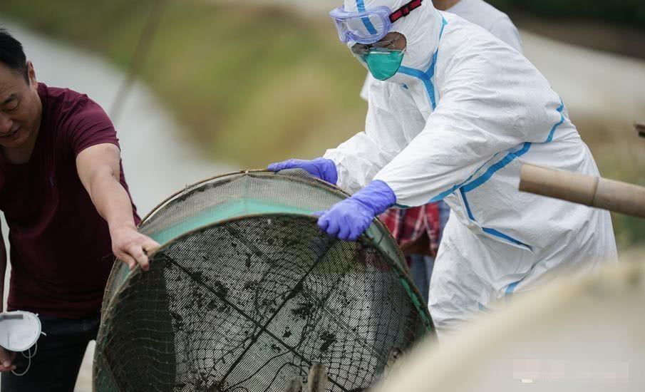 江苏H7N9最新消息，防控进展与现状（2025年更新）