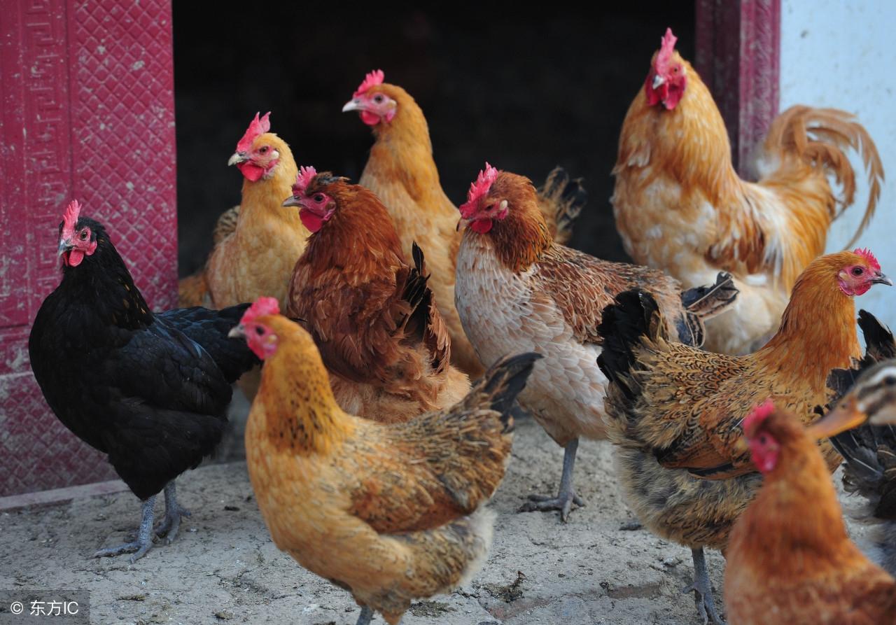 江苏H7N9最新消息,防控进展与现状(2025年更新)