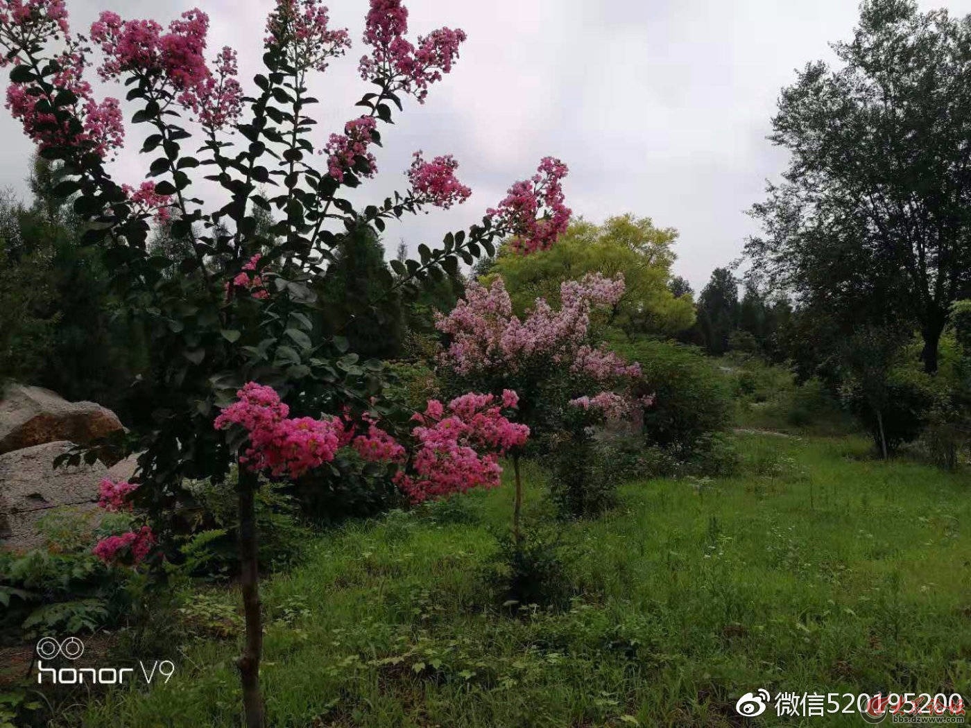 枣庄莲花山生态园最新动态揭秘🌳🌷
