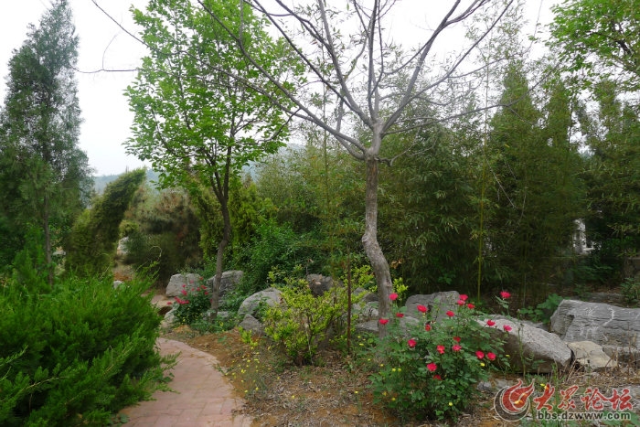 枣庄莲花山生态园最新动态揭秘🌳🌷