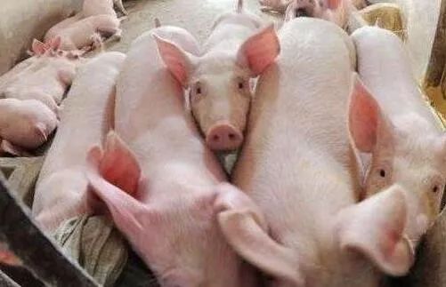 猪舍里的快乐日常,探索最新养猪生活