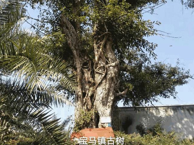 四川仁寿最新动态，城市发展前沿观察报告
