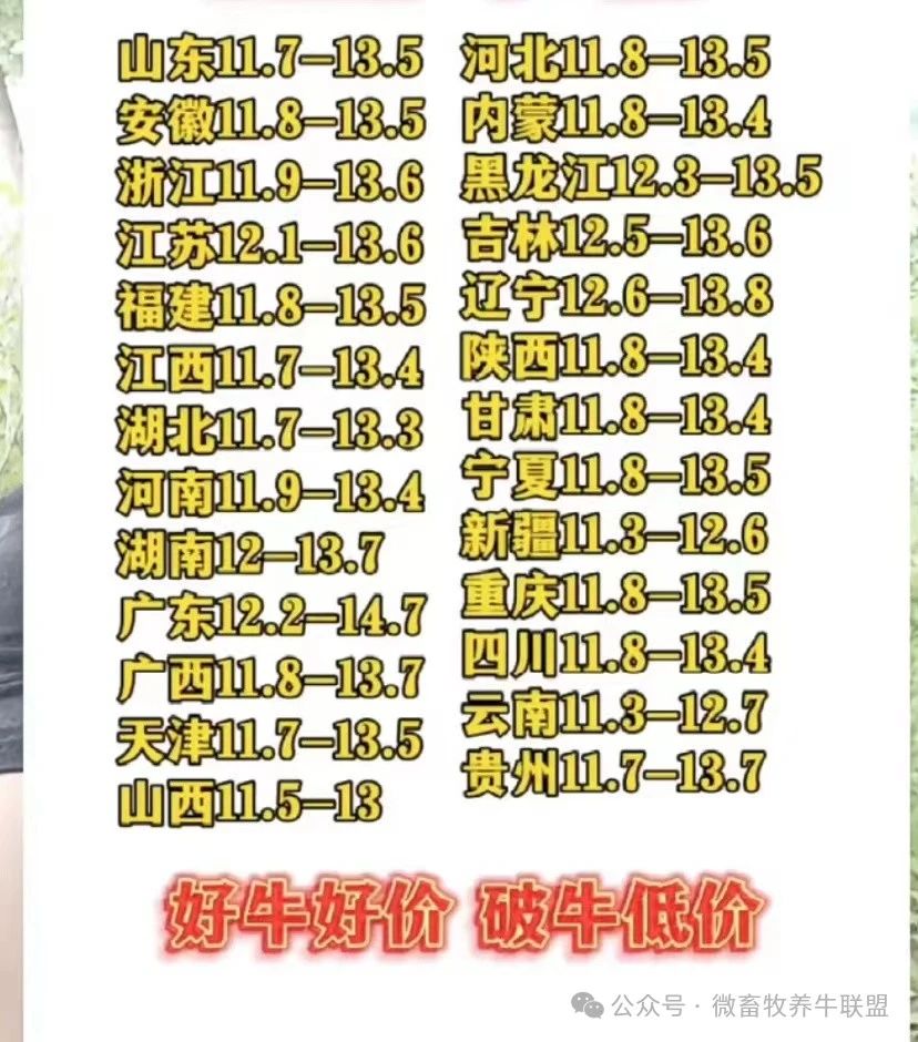 最新牛价查询指南，一步步了解牛价行情与理解市场动态