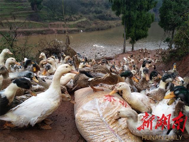 麻阳最新疫情实时更新，关注疫情动态，共同抗击疫情