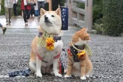 时代之星，最新犬种，人类忠实的伙伴