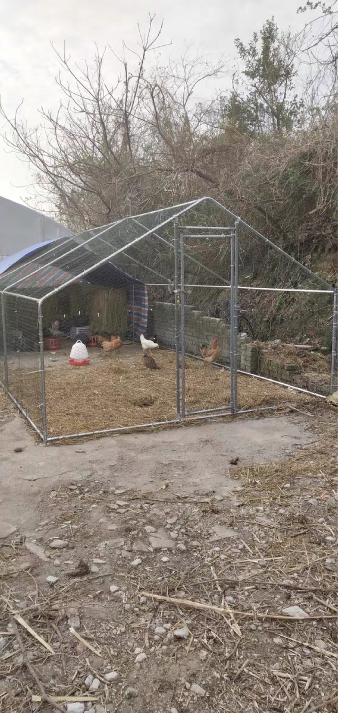 最新养鸡棚建设指南，一步步打造现代化养鸡场所