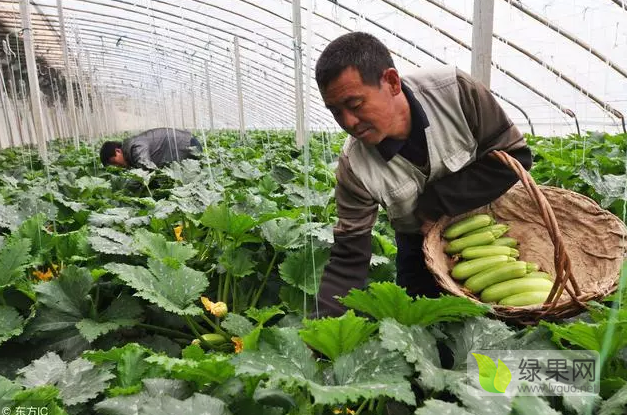 绿色革命推动蔬菜产业成长与自信，最新蔬菜新闻报道