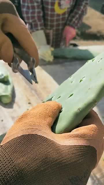 最新法刺引领的自然美景探险之旅,探寻内心平和与宁静的旅程