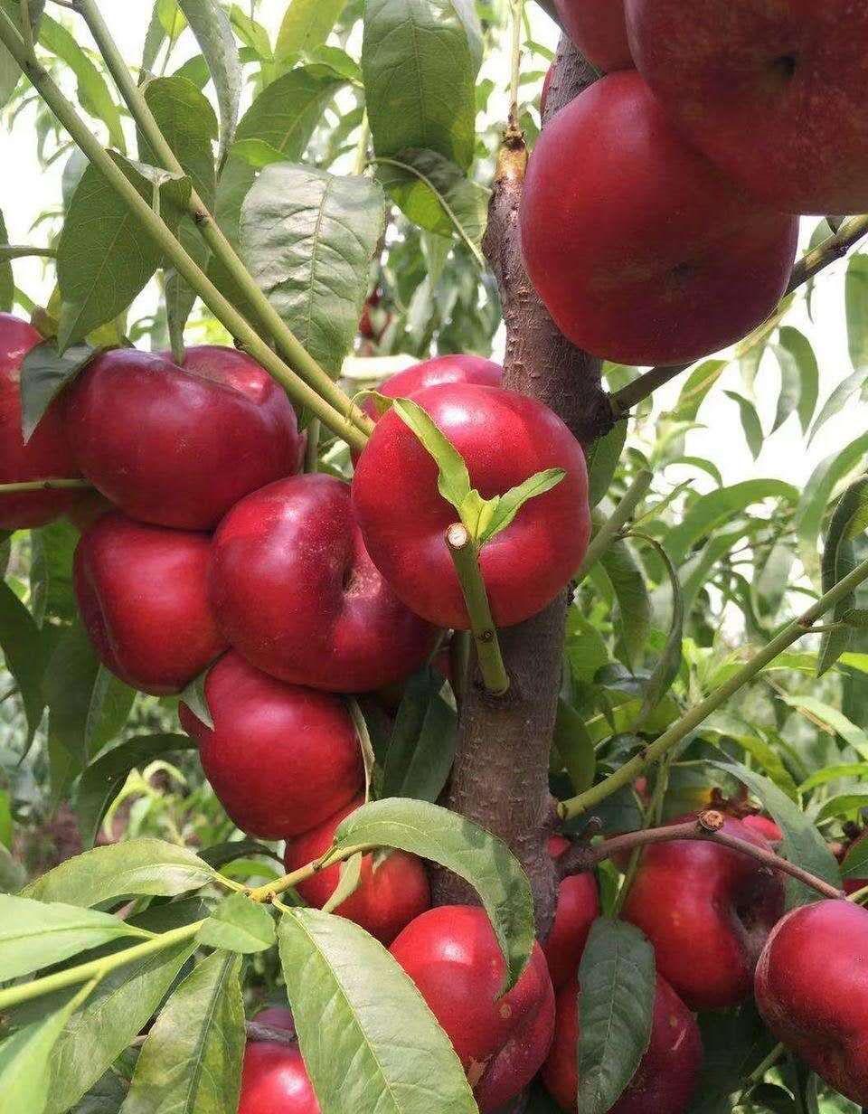 最新油蟠桃,尝鲜甜滋味的绝佳选择!