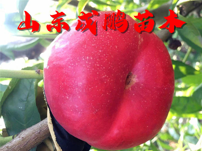 最新油蟠桃,尝鲜甜滋味的绝佳选择!