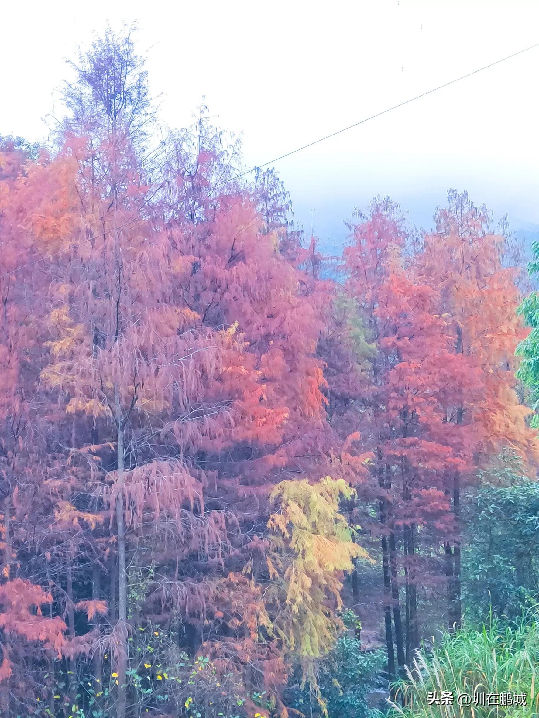 深圳最新降雨信息及雨中浪漫与实用指南