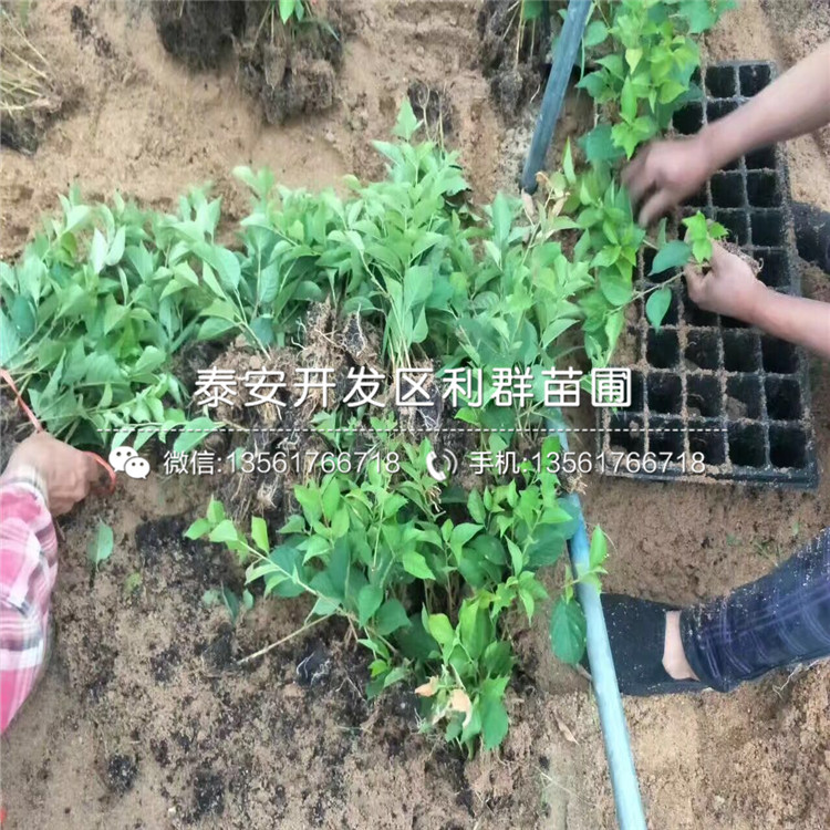 美国最新树苗，时代的绿意与未来的希望培育计划