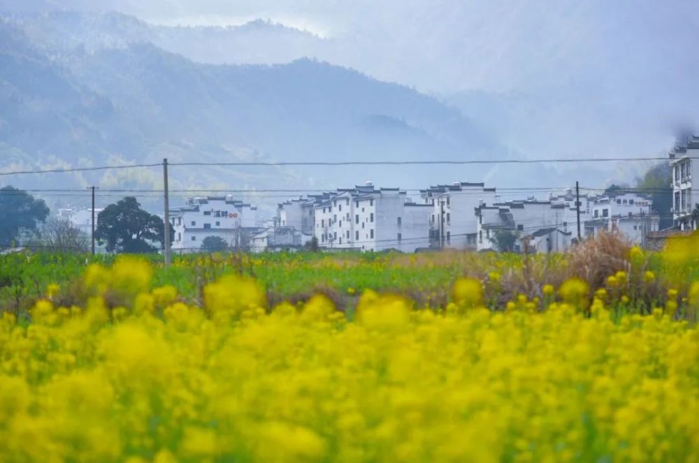 婺源最新新闻,日常趣事与朋友间的情感纽带分享