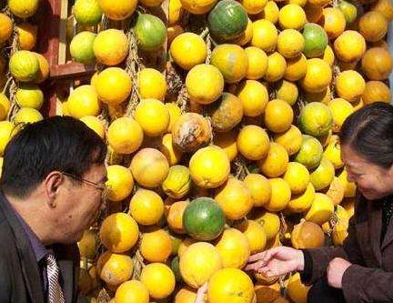 瓜蒌最新行情，成长与收获的旅程