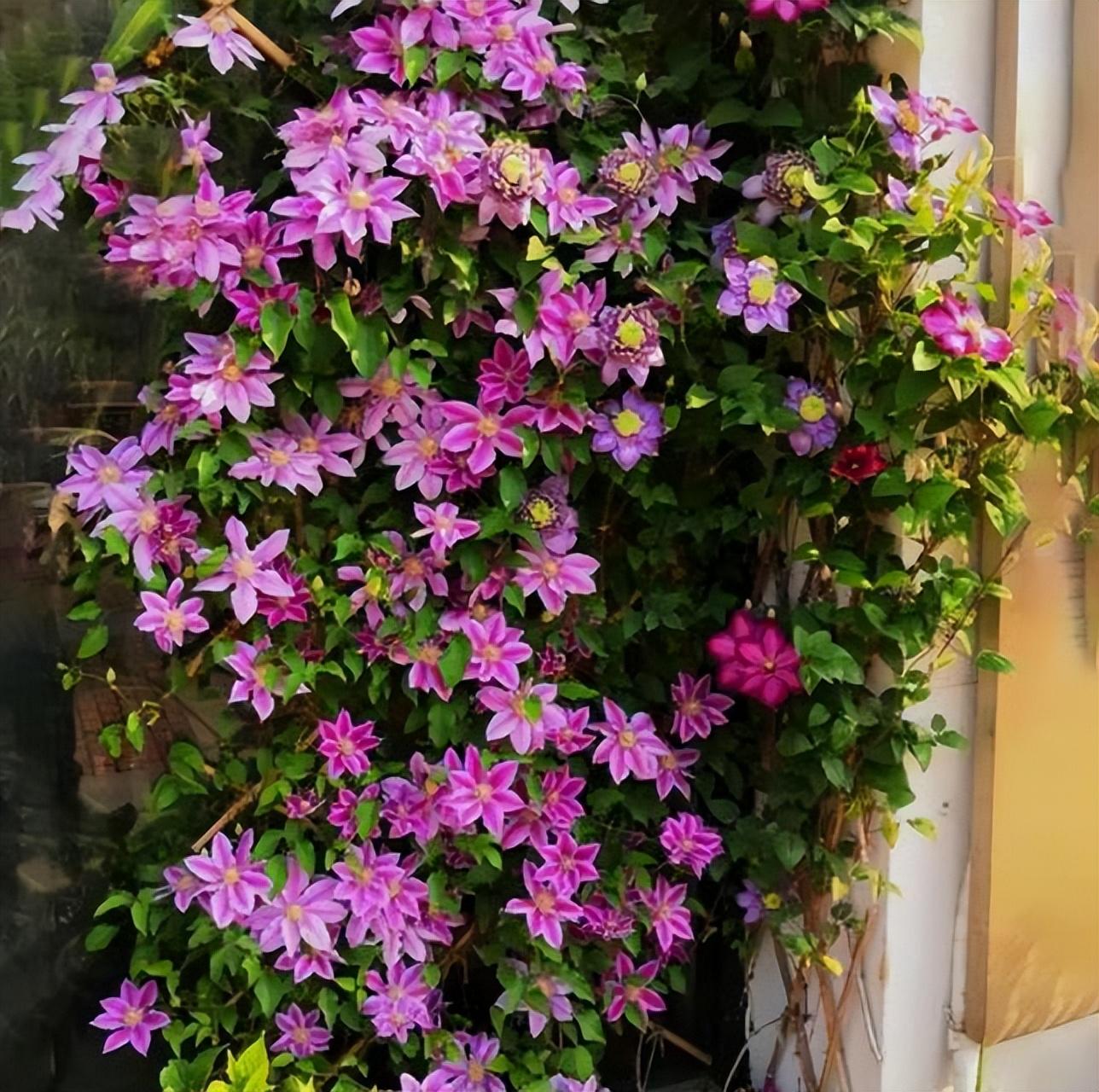 铁线莲种植与养护指南,最新方法与详细步骤解析