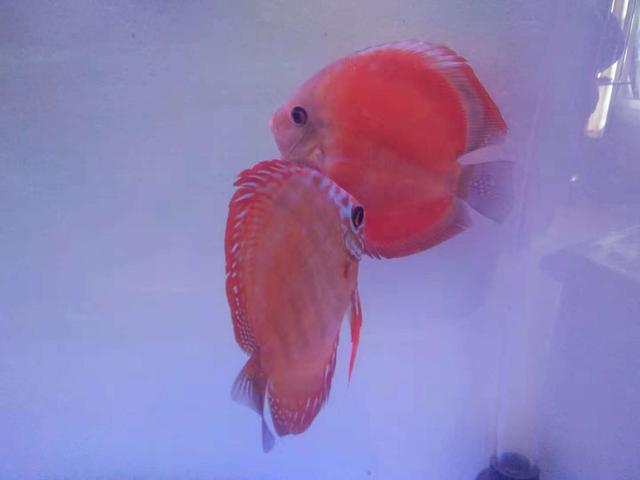 最新疾病地图全面解读与观点阐述,最新疾病趋势分析报告呈现!