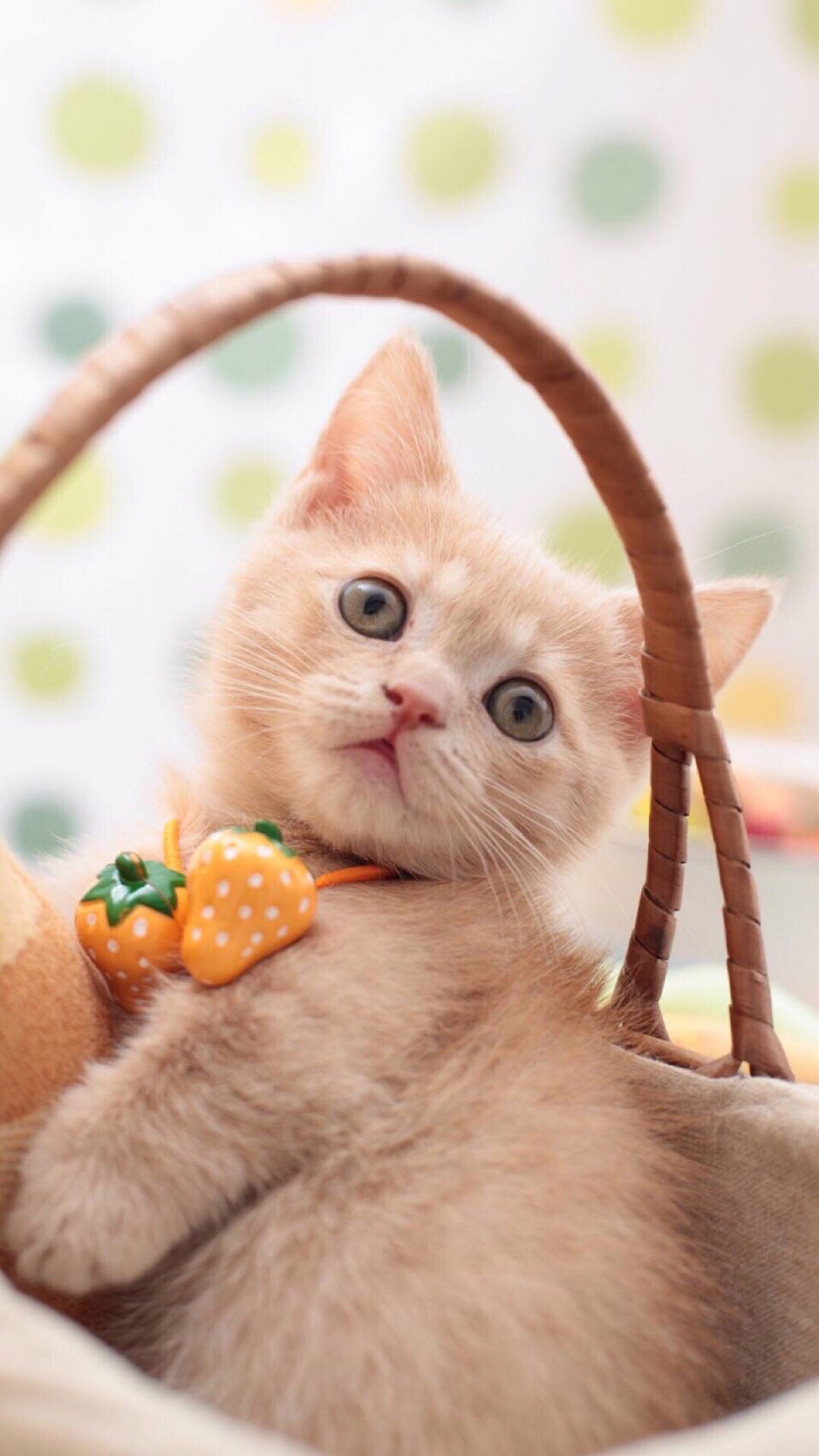 猫下载最新详细步骤指南,轻松获取最新猫咪下载资源