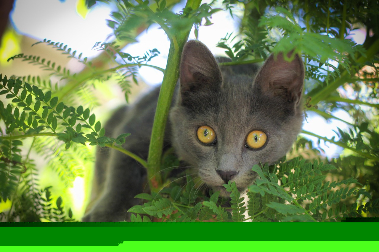 猫下载最新详细步骤指南,轻松获取最新猫咪下载资源