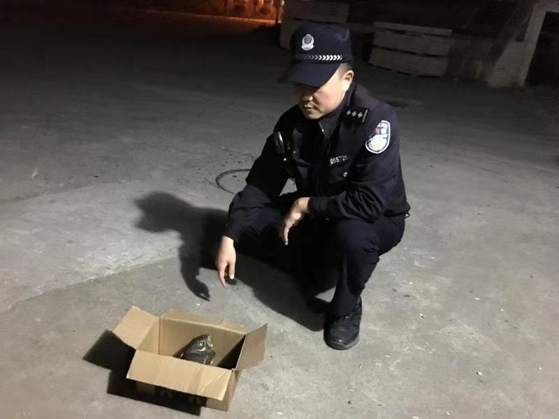 最新进沪,绿色之旅寻找内心平静之旅