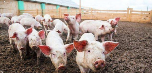 中国进口猪肉疫情最新动态,开启一场猪肉探秘之旅