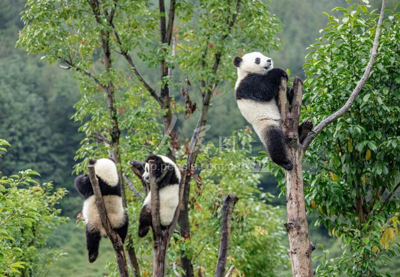 时代背景下的四川阿坝,辉煌篇章新探