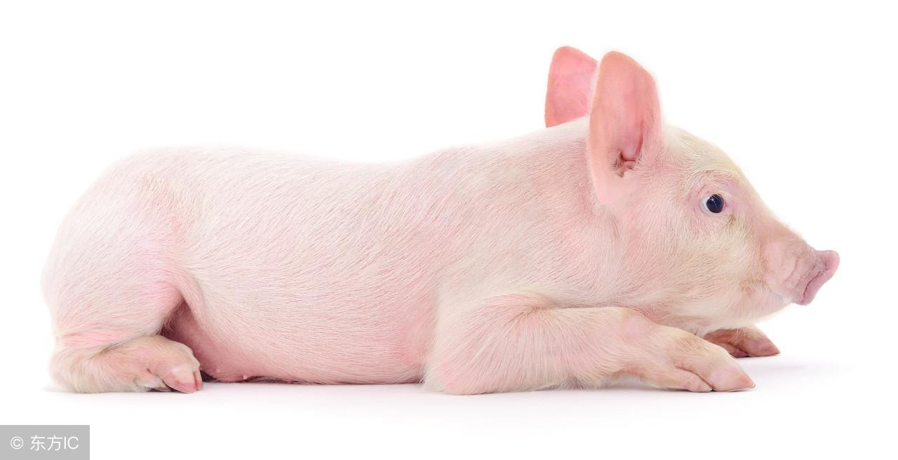 福建猪价最新行情,时代变迁下的影响与趋势分析