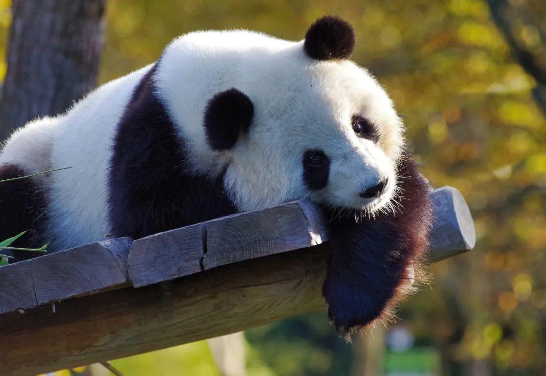 全面了解大熊猫与丫丫的全方位指南，最新关于丫丫大熊猫的资讯与动态
