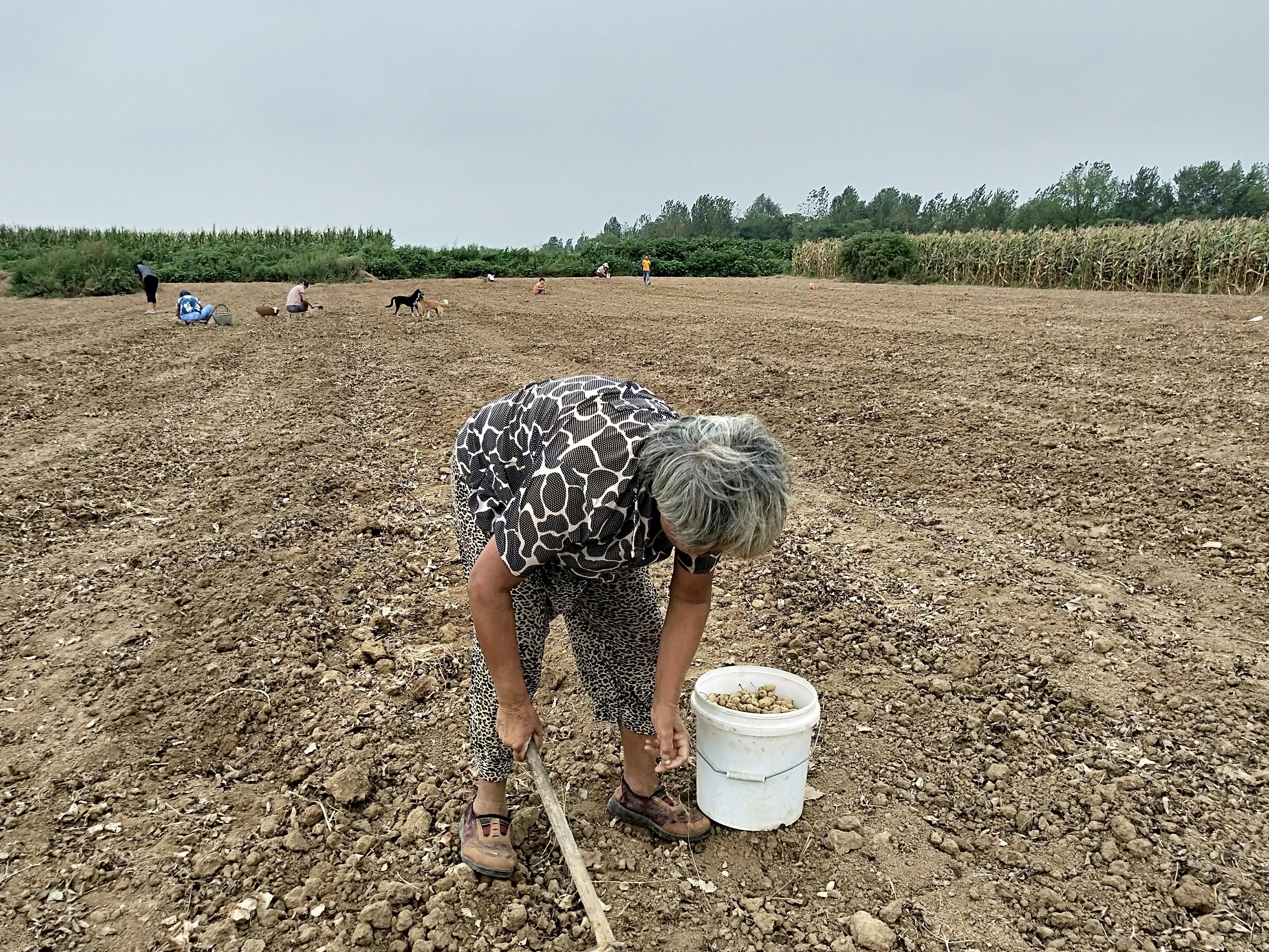 河南小巷深处的花生探秘,最新捡花生视频公开!